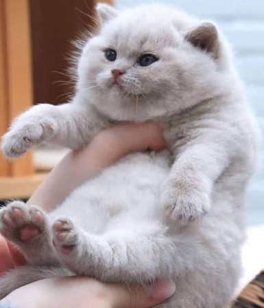 fatkitten